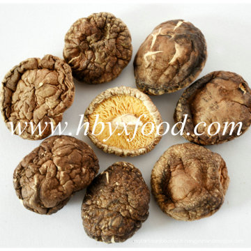 100% naturel sans pollution, poussiéreux 4-5cm Smooth Shiitake Mushroom